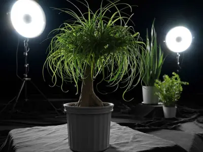  Ponytail Palm Plant Model 