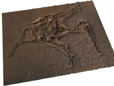 Pterodactyl Fossil 3D model