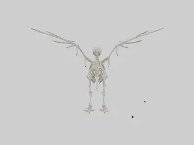 Eagle Skeleton model Low-poly 3D model