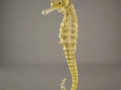 Sea Horse 3D model get