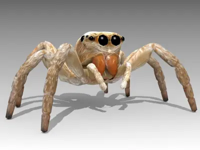 Jumping Spider Low-poly 3D model order