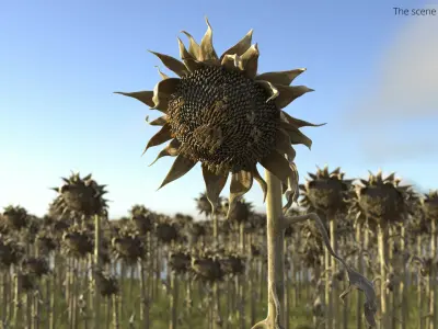Dried Sunflower Plant Wilted Fur 3D model