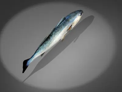 Corvina fish with light shining Low-poly 3D model