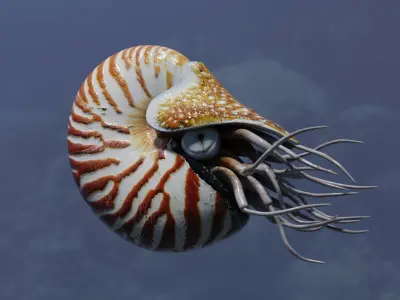 Chambered nautilus Low-poly 3D model
