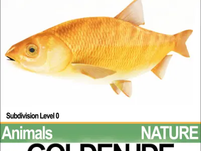 Golden Ide 3D model