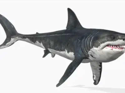 Megalodon Low-poly 3D model buy
