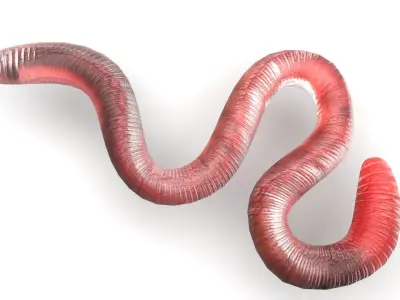 Earthworm 3D model 2