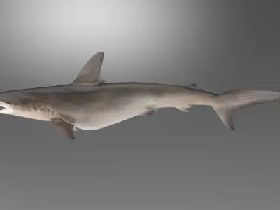 Hammerhead Shark RIGGED 3D model