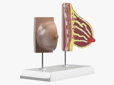Dual Breast Structure Educational Display on Stand 3D model