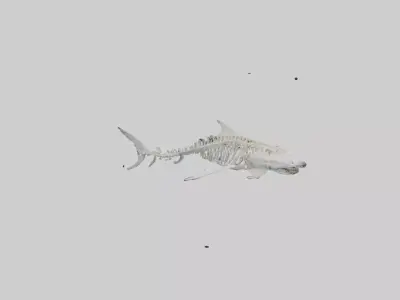 Tiger Shark Skeleton model 3D model