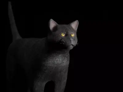 Black Cat Free low-poly 3D model