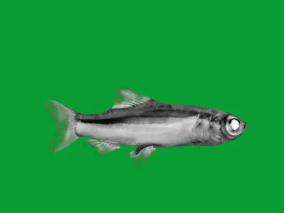 Neon Tetra Fish Low-poly 3D model