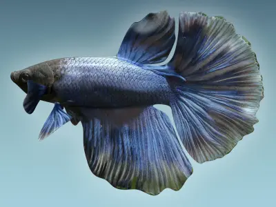Betta Fish 2 3D model