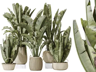 AV Indoor plants set 205 Ravenala Banana Nicolai 3D model