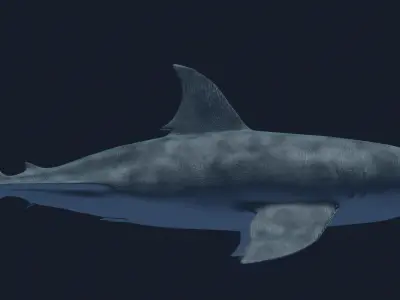Great White 3D model