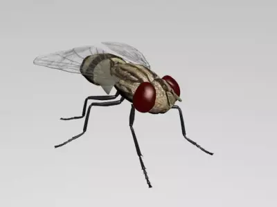 FLY INSECT 3D model buy