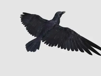 Crow Bird Dove 3D model