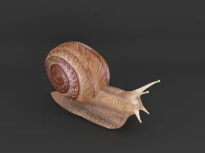 Snail 3D model 3