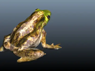 green frog 3D model purchase