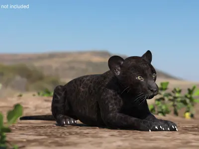 Panther Cub Lying Down 3D model