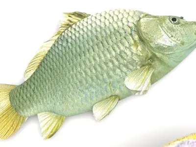 Fishes Set 3D model buy