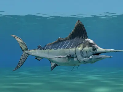 Sword Fish Animated Low-poly 3D model
