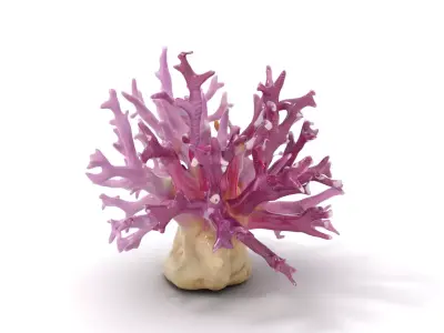 Vibrant Coral Reef model pack Low-poly 3D model