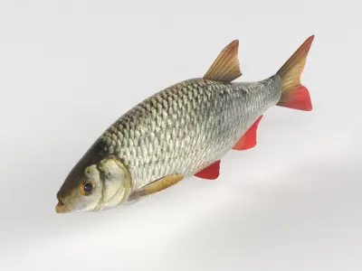 Rudd Fish 3D model