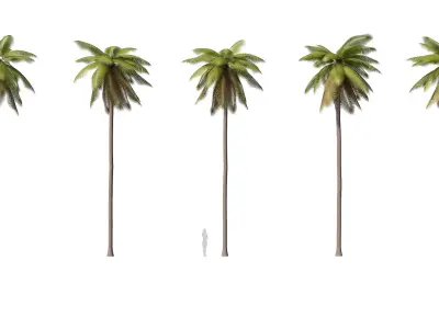 Palms Lowpoly Set 02 with LODs 3D model
