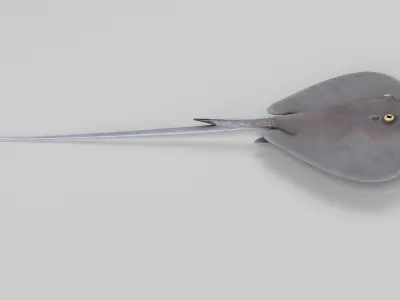 Stingray 3D model purchase
