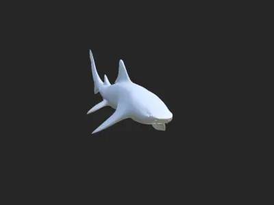 Smooth Leopard Shark model 3D model