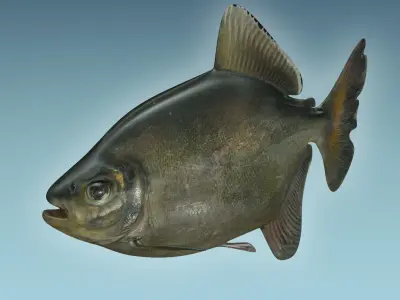 Bawal Fish 3D model