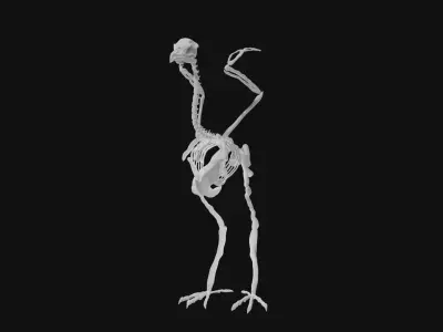 Peacock skeleton 3D model