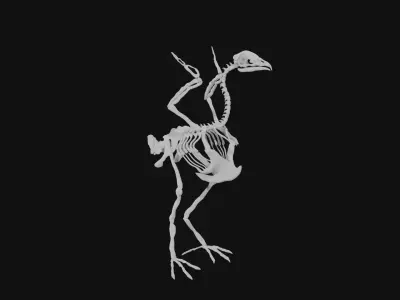 Turkey skeleton 3D model