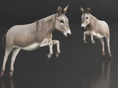  Mid-Jump Draft Donkey 