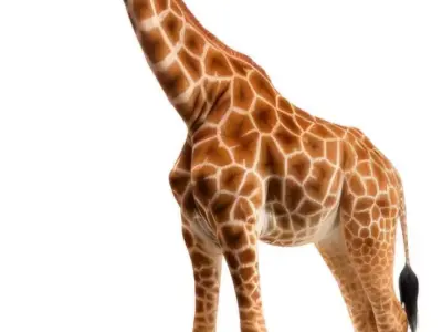 Realistic Giraffe 3D Model with PBR Textures 3D model