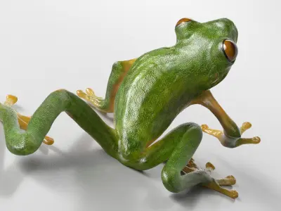 Realistic Tree Frog Rigged for Cinema 4D 3D model