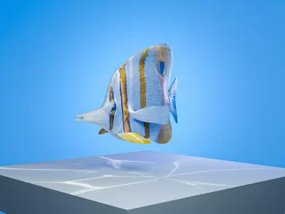 Colorful copperband butterfly reef fish Low-poly 3D model