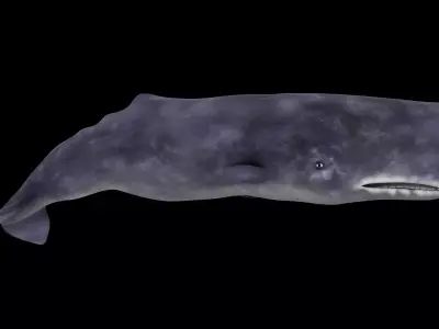 Spermwhale Low-poly 3D model purchase