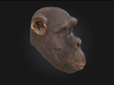 Contemplative Chimpanzee Realistic Primate Model 3D model