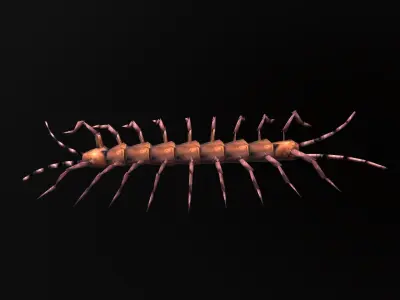 low-poly animated centipede Low-poly 3D model