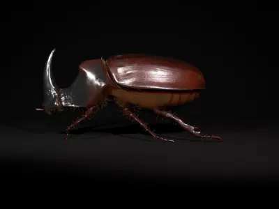 Rhinoceros beetle Low-poly 3D model