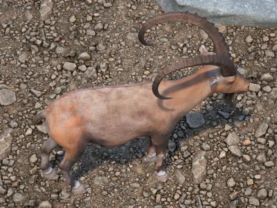 Alpine Ibex Stand Pose 3D model
