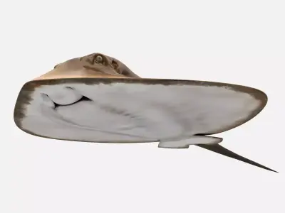 Mobula Devil rays Flying rays Manta Low-poly 3D model