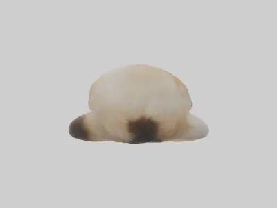 Himalayan Cat resting model Low-poly 3D model