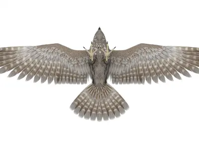 Falcon 3D model get