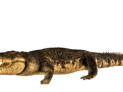 Crocodile alligator 3D model
