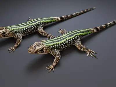 Lizard 3D model get
