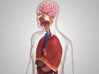  10 Anatomical human organs in body 