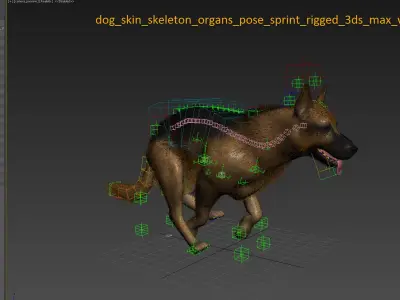 Dog Skin, Skeleton And Organs Animated 3D model